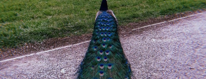 Schlosspark Eggenberg is one of Daniel : понравившиеся места.