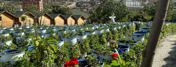 Strawberry Farm is one of Taif.