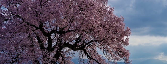 わに塚の桜 is one of サクラ🌸便り.