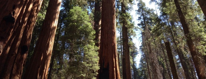 Sequoia National Park is one of america the beautiful.