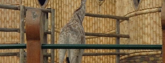 Zoológico is one of Tempat yang Disukai Eduardo.