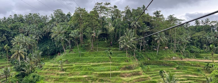 Bahama Swing is one of Ubud.