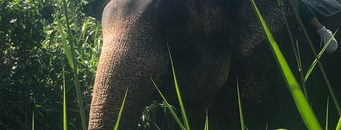 Elephant Safaris is one of Orte, die Alice🍒 gefallen.