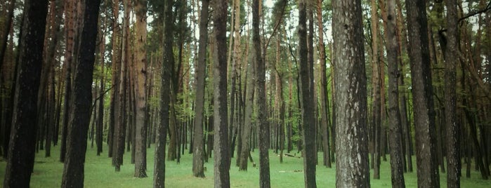 Беличанский лес is one of สถานที่ที่ Galia ถูกใจ.