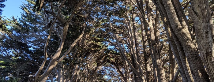 Cypress Tree Tunnel is one of สถานที่ที่บันทึกไว้ของ Brigitte.