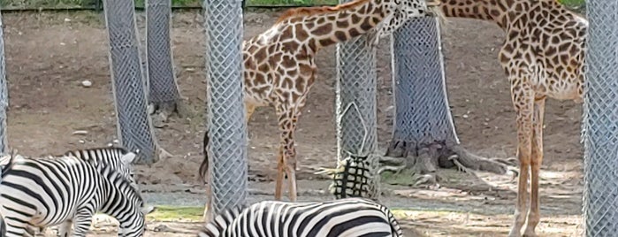 Seneca Park Zoo - Africa is one of Places to check out in Rochester.