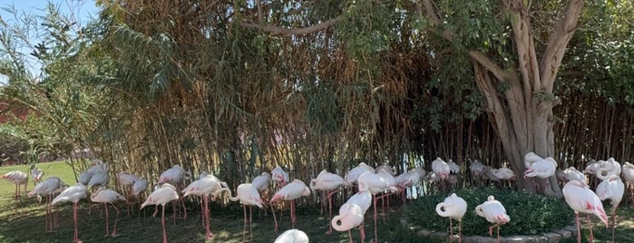 Riyadh Zoo is one of الرياض.