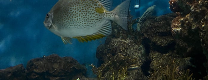 Shanghai Ocean Aquarium is one of Asia Tour 2k18.
