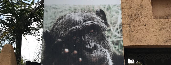 Chimp Eden - Jane Goodall Institute is one of Posti che sono piaciuti a Fred.