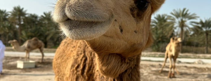 Camel Farm(Janabiya) is one of Bahrain.