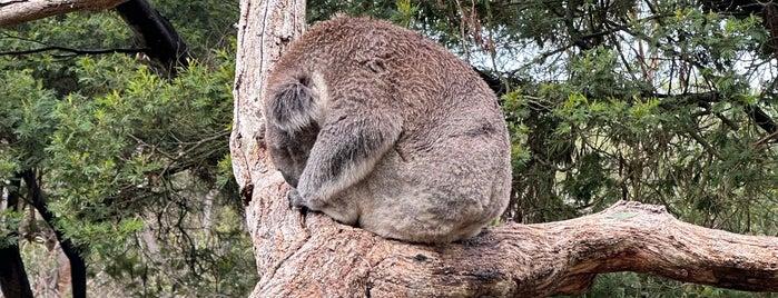 Koala Conservation Centre is one of Australia.