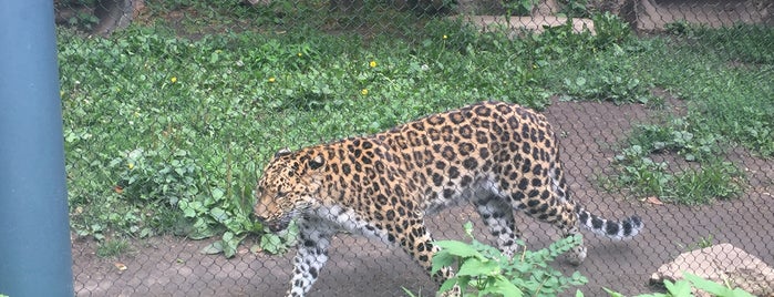 Lincoln Park Zoo is one of Locais salvos de Nikkia J.