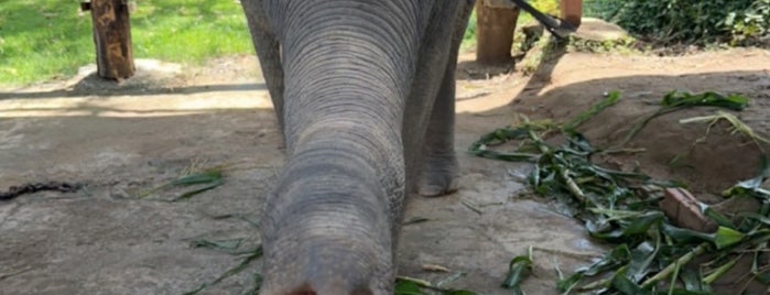 Kinnaree Elephants Camp is one of надо.