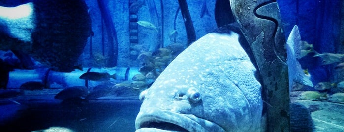 The Lost Chambers Aquarium is one of Dubai.