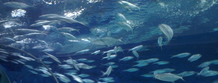 Shanghai Ocean Aquarium is one of Aquariums of the World.