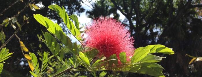 Jardín Botánico is one of Тенерифе.