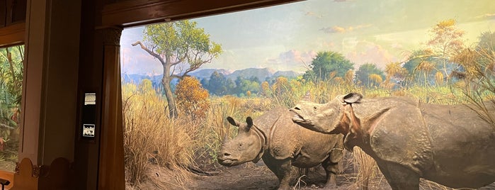 Asian Mammals is one of The 13 Best Museums in the Upper West Side, New York.