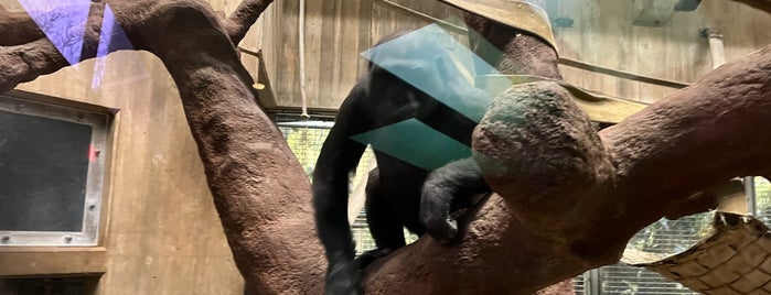 Great Ape House is one of The 15 Best Zoos in Washington.