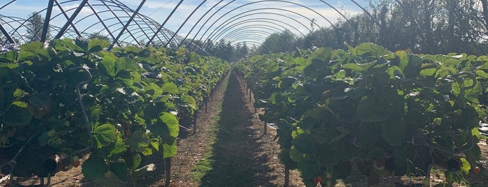 Cammas Hall Fruit Farm is one of Zoos & Farms.