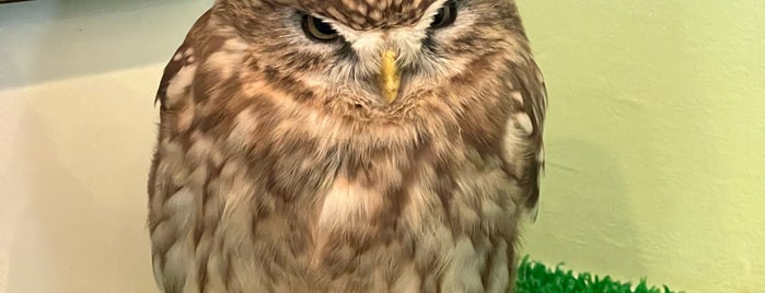 Owl Village is one of Tokyo - Cafes.
