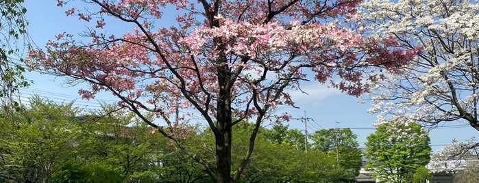 竹間沢東公園 is one of 公園_埼玉県.