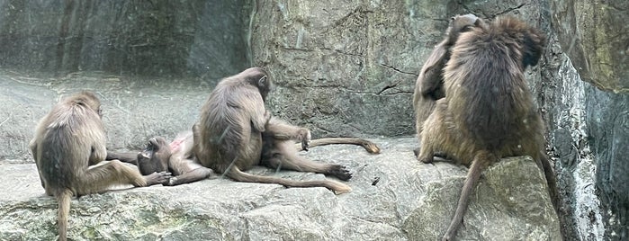 Baboon Reserve is one of Bronx Zoo.