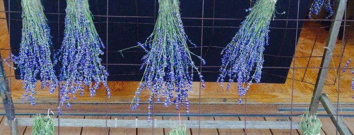 Lavender By the Bay - New York's Premier Lavender Farm is one of NY State To Do.