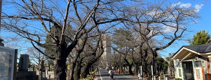 Yanaka Cemetery is one of Tokyo with JetSetCD.