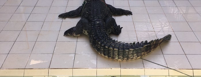 Phuket Crocodile World is one of Patong.