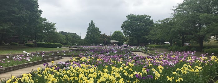 せせらぎ菖蒲園 is one of 公園_埼玉県.