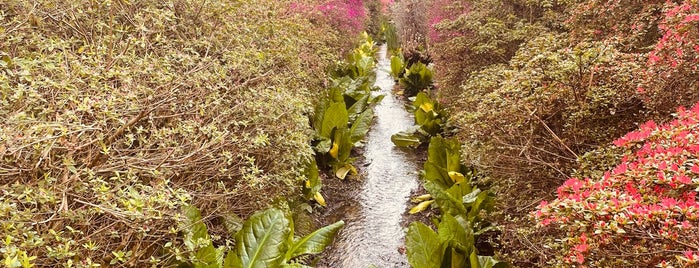 Isabella Plantation is one of Must-visit Great Outdoors in London.