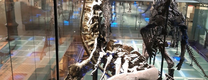 Galerij van de Dinosauriërs is one of Orte, die LindaDT gefallen.