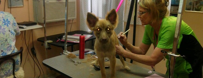 Scrub A Dub Dog Spa & Grooming Salon is one of <SU> To fix.