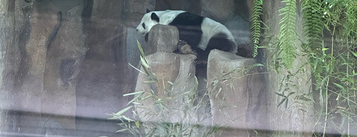 Panda House is one of Zoo / Aquarium.