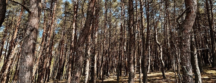 Танцующий лес is one of สถานที่ที่บันทึกไว้ของ Galina.