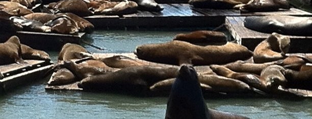 Sea Lions at Pier 39 is one of San Francisco.