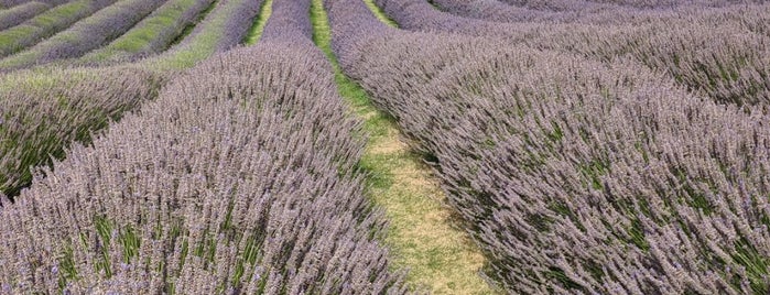 Wanaka Lavender Farm is one of NZ.