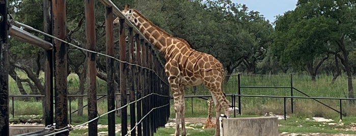 Wildlife Ranch Safari Petting Zoo is one of San Antonio.