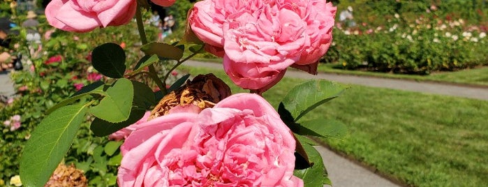 Peggy Rockefeller Rose Garden is one of Posti salvati di Em.