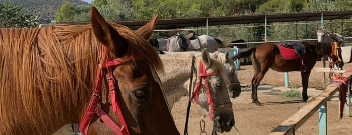 Patara Horse Riding Stable is one of Patara.