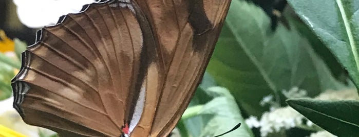 Bear Mountain Butterfly Sanctuary is one of Best of Carbon County, PA.