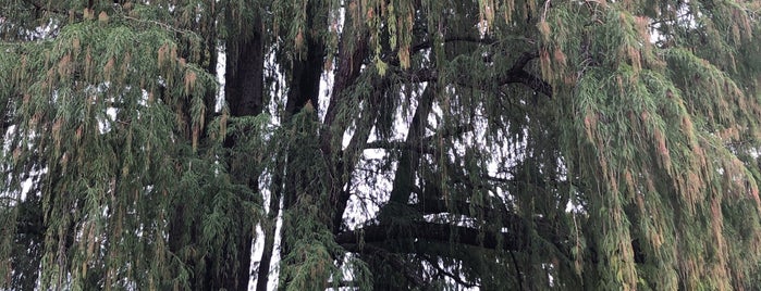 The Oldest Tree In Madrid is one of Alison 님이 좋아한 장소.