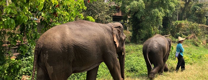 Elephant Rescue Park is one of Chiang Mai.