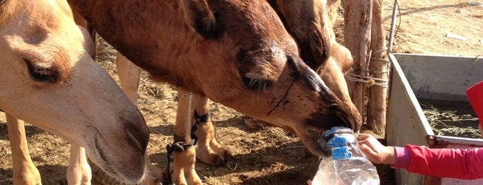 Camel Farm is one of Makkah. Saudi Arabia.