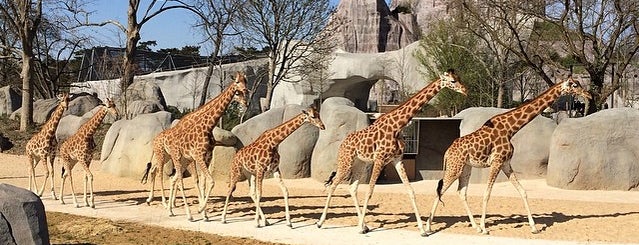 Парижский зоопарк is one of Incontournable de Paris.
