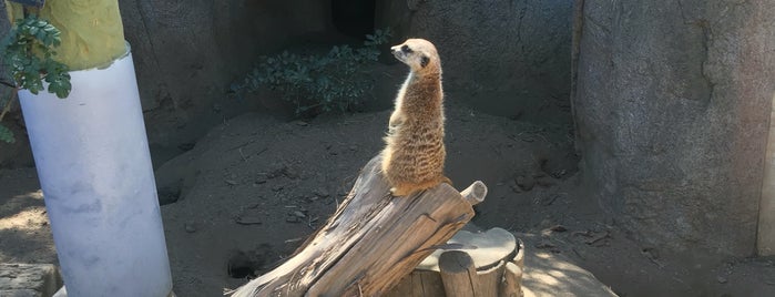 Meerkat Exhibit is one of Mannyさんのお気に入りスポット.
