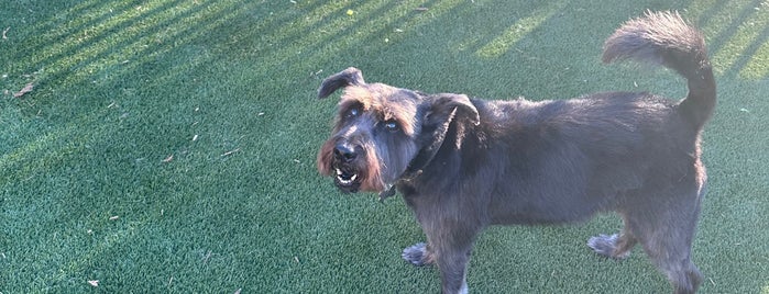 S Street Dog Park is one of DC Dog Friendly.