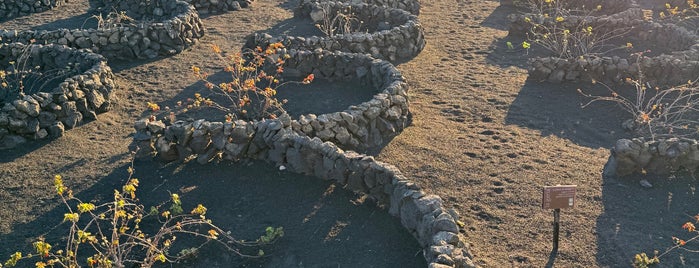 Bodega La Geria is one of LANZAROTE.