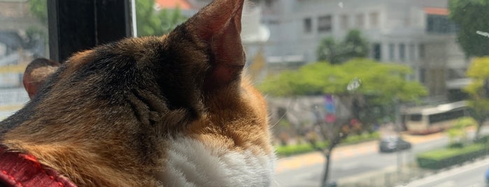 TheCatCafe is one of Singapore cafe.