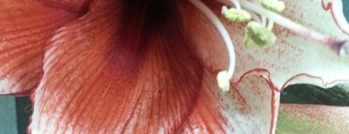 Oleander Flower is one of Lugares favoritos de Maryam.